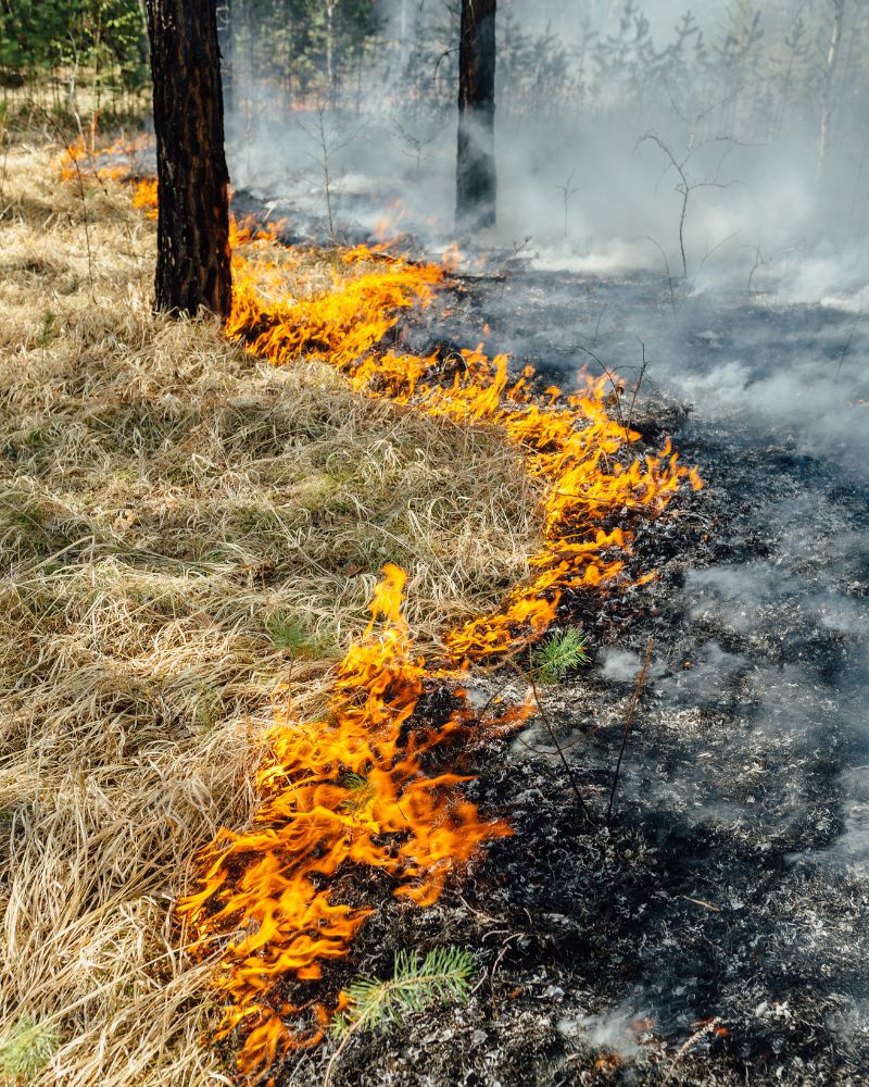 Wildfire Management
